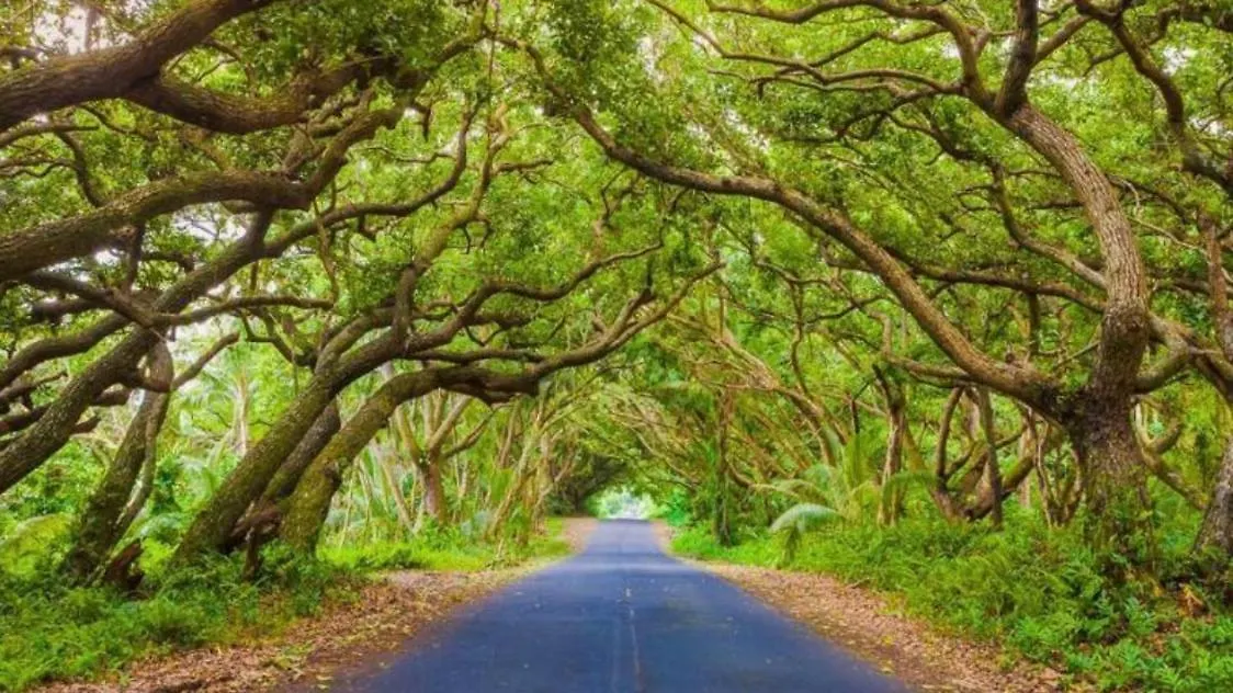 Off-Grid Getaway With Ocean Views In Paradise Pahoa USA
